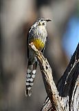 Yellow Wattlebirdborder=